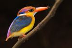Oriental Dwarf Kingfisher